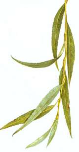 Willow Twig